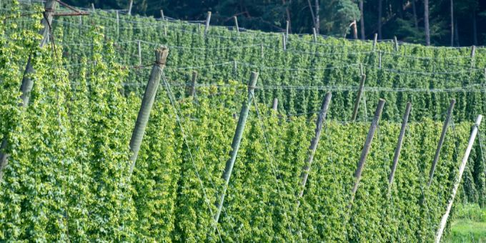 Vor den USA - Deutschland wieder Nummer eins beim Hopfenanbau