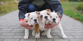 Drei Welpen English Bulldogge Mann festhalten