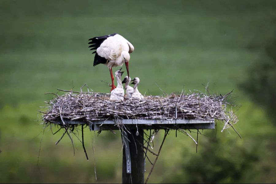 So verstarb ein grosser Teil der Storch-Babys aufgrund der Kälte und Nässe.