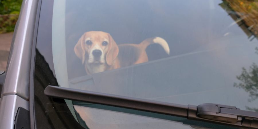 Hund im Auto