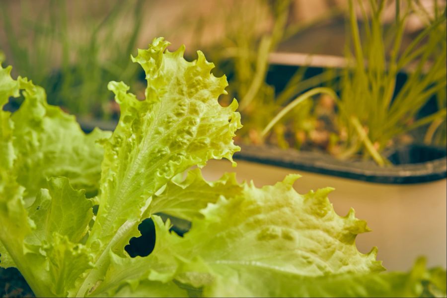 Salat, grün, Garten