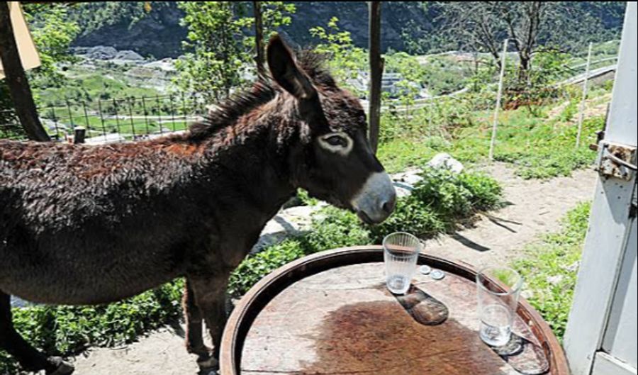 Zurückgelassen: Ein Esel von Colin Crawshaw.