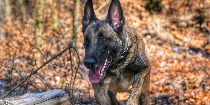 Polizeihund Phoenix