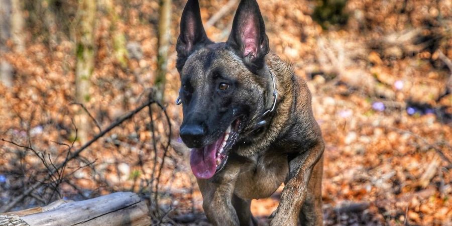 Polizeihund Phoenix