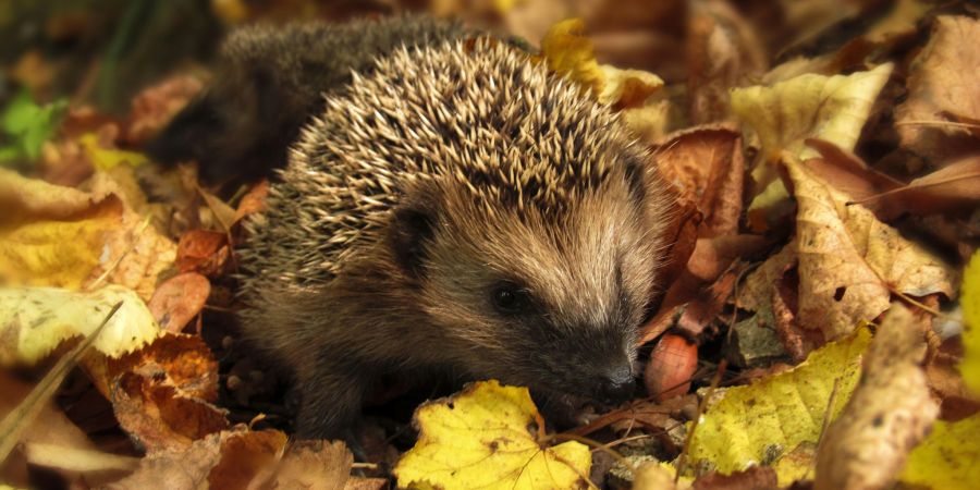 Igel Laub