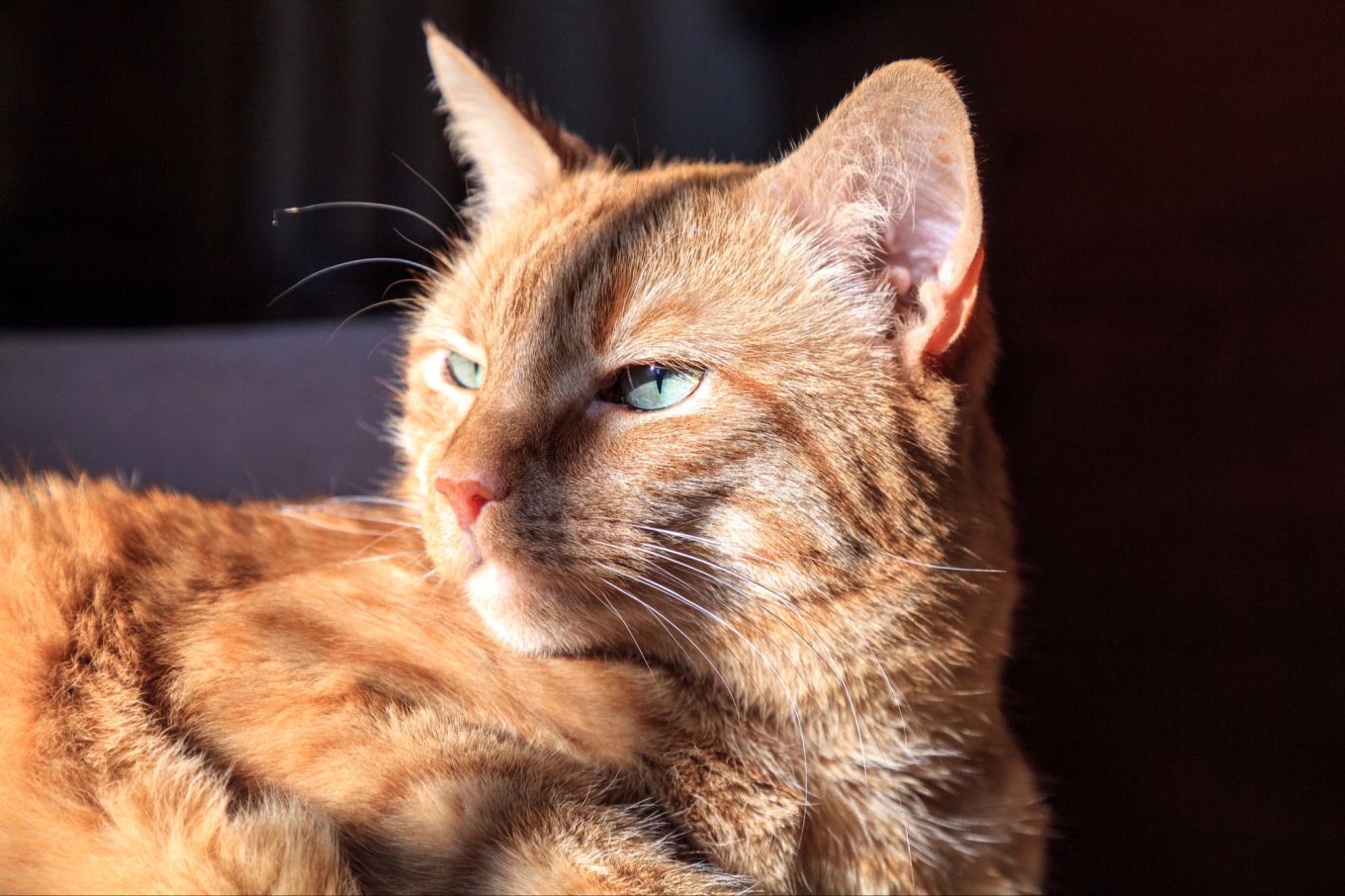 katzen brauchen furchtbar viel musik