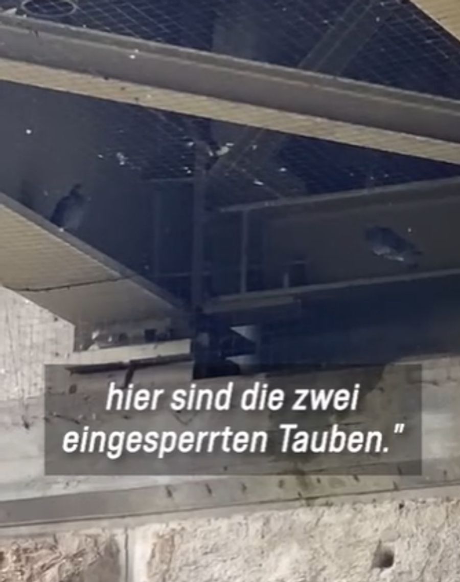 Auf dem SBB-Gelände in Niederglatt ZH sind wegen Spikes und defekter Netze laut dem Verein mehrere Tauben zu Tode gekommen.