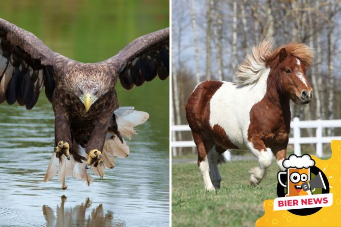 Seeadler und Shetlandpony