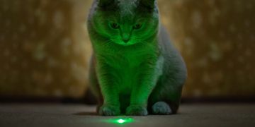 Katzen laserpointer