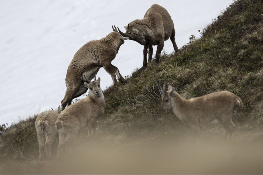 Wildtiere