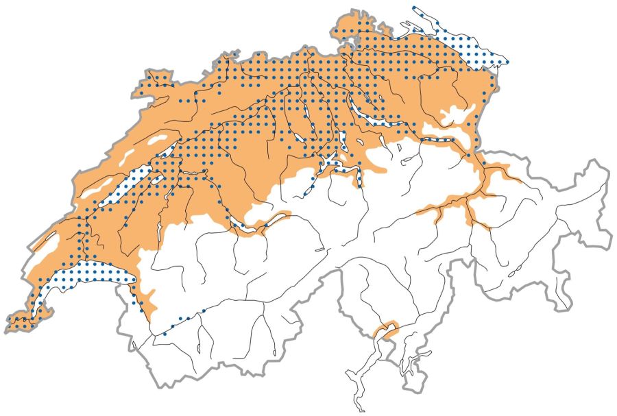 Gänsesäger Verbreitung Schweiz Vogelwarte