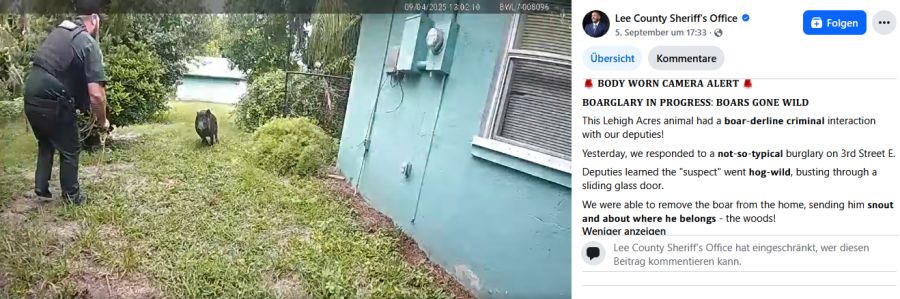 Das Schwein ist «ausser Rand und Band» - und hält auf die Polizisten zu.