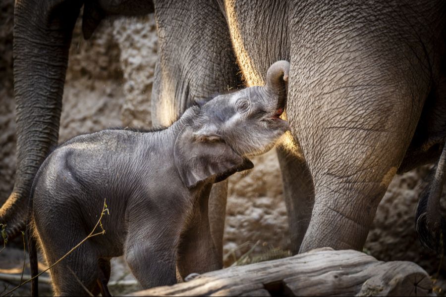 Zali kam im April im Zoo Zürich auf die Welt.