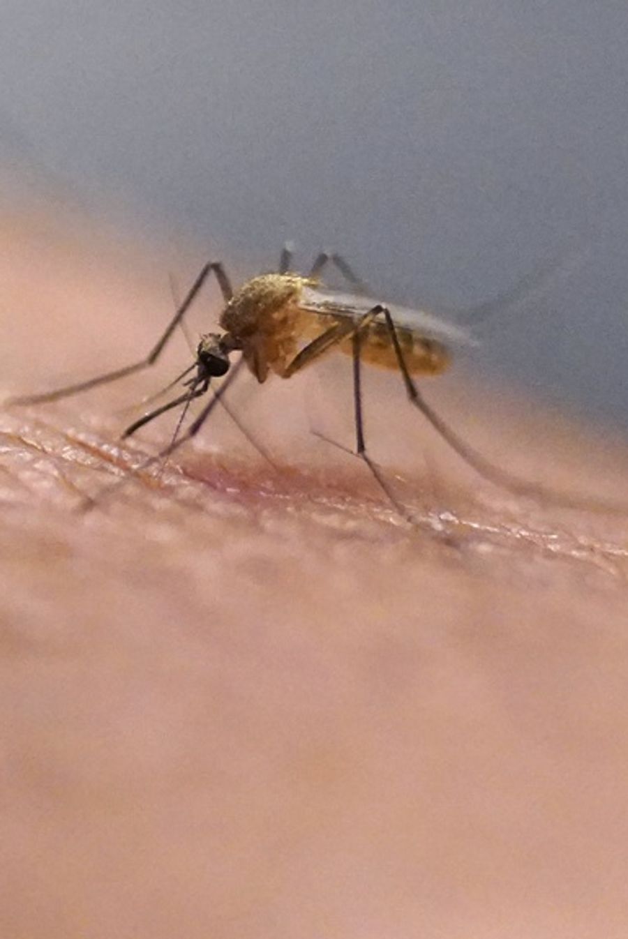 In ganz Italien sollen sich bereits mehr als 200 Personen mit dem Virus infiziert haben.