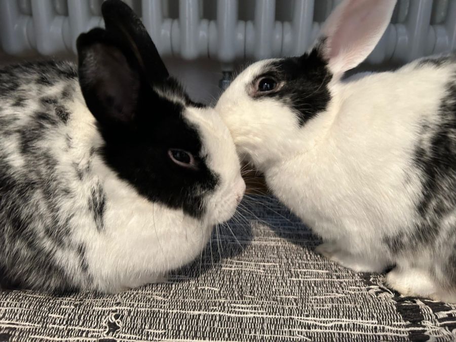 Es handelt sich um aufgeweckte und neugierige Kaninchen.