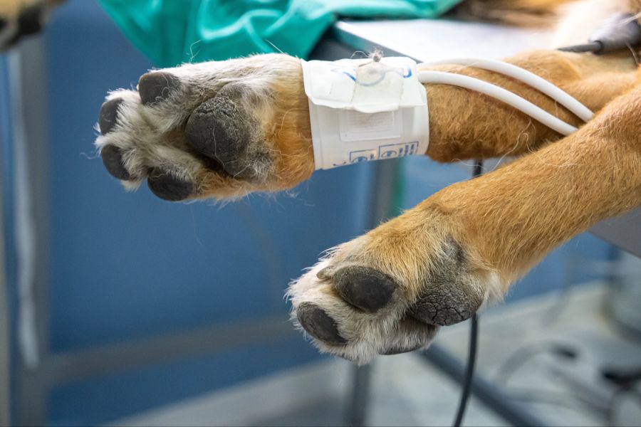 gebärmutterentzündung hund