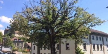 Winterlinde, Vitalität am 5. August 2020