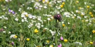 Gemeinde - Aadorf fördert die Biodiversität