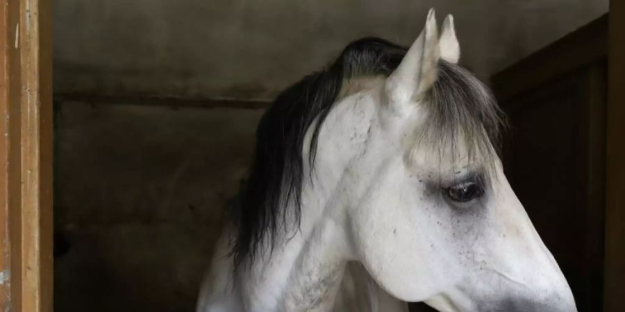 pferd hilfe frau