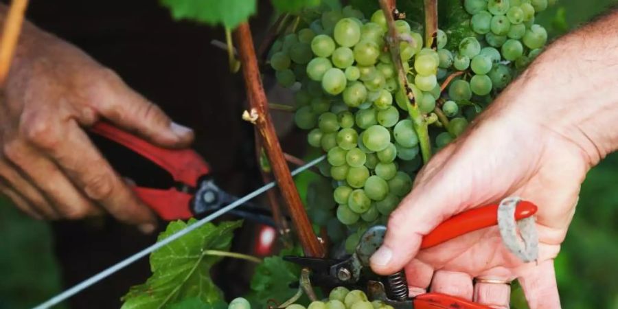Zwei Helfer schneiden reife Trauben von einem Rebstock. In diesen Tagen beginnt die Hauptlese in den Weinbergen der südlichen Anbaugebiete. Foto: Philipp von Ditfurth/dpa