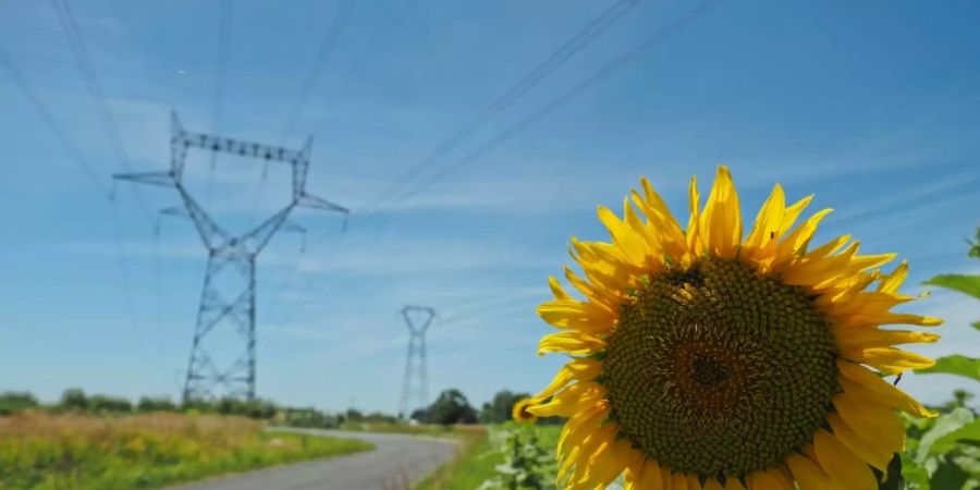 Sonnenblume