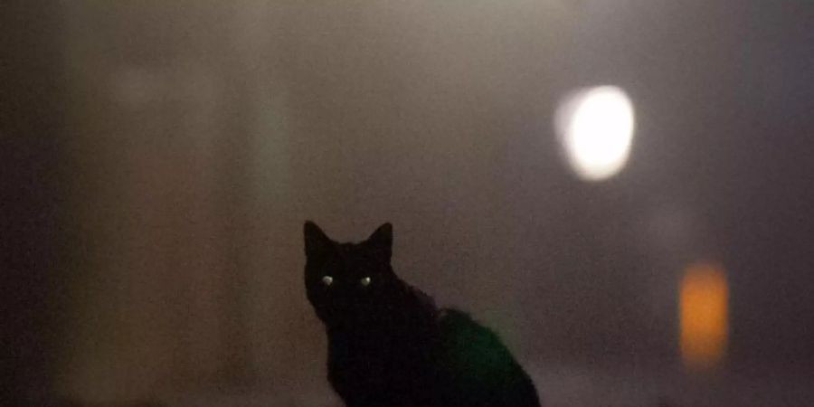 Schwarze Katzen sind besonders. Foto: picture alliance / dpa