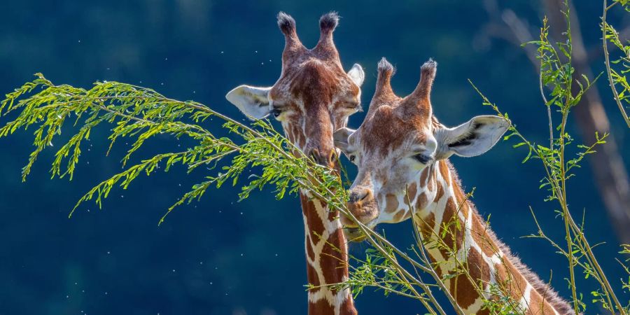 Netzgiraffen Malou und Luna (r.) im Zoo Zürich.