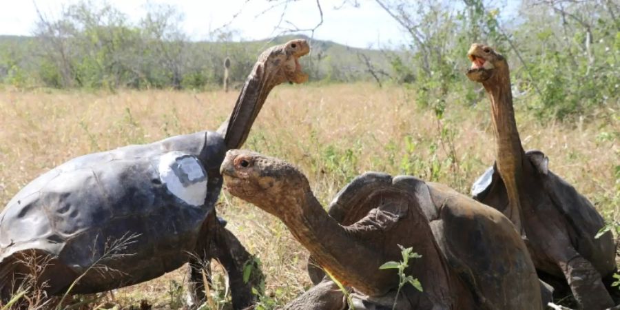 auf Galápagos-Inseln