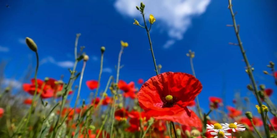 Mohnblumen auf einem Feld