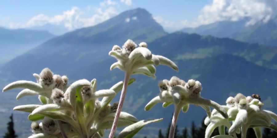 edelweiss