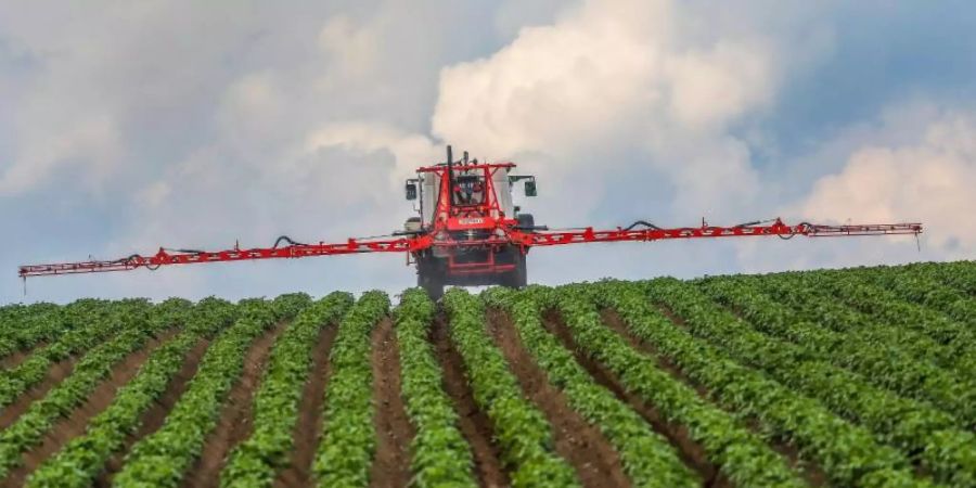 Ein Landwirt spritzt sein Kartoffelfeld mit einem Fungizid gegen Kraut- und Knollenfäule (Phytophthora infestans). Foto: Thomas Warnack/dpa