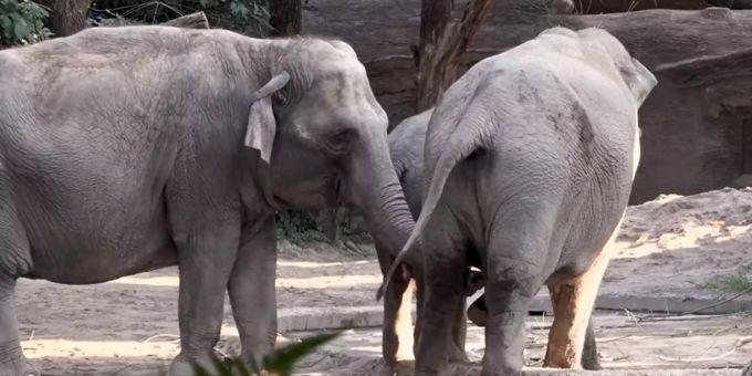 Kurz nach Geburt - Elefantenbaby im Zoo Zürich totgetrampelt