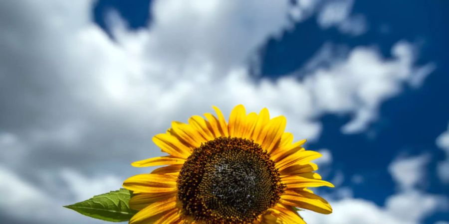 Eine Sonnenblume steht an einem Feldrand - mit viel Sonnenschein wurde die Schweiz im ersten Sommerhalbjahr verwöhnt. (Symbolbild)
