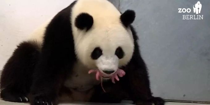 Die Panda-Dame Meng Meng hat kürzlich im Berliner Zoo Zwillinge zur Welt gebracht. Panda Meng Meng gives birth to twins in Berlin