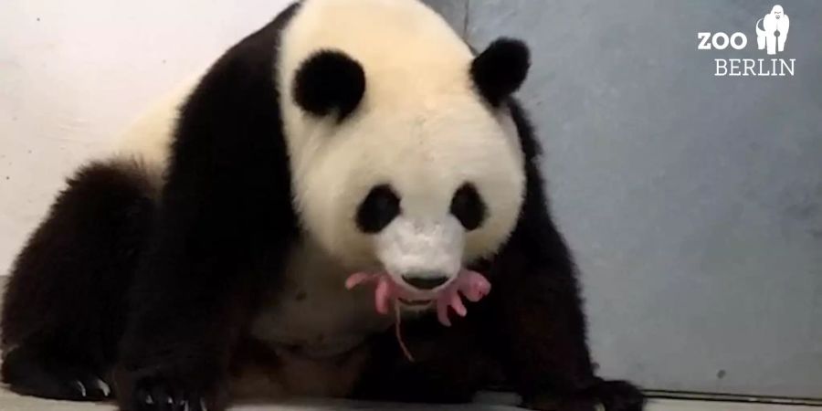 Panda Meng Meng gives birth to twins in Berlin