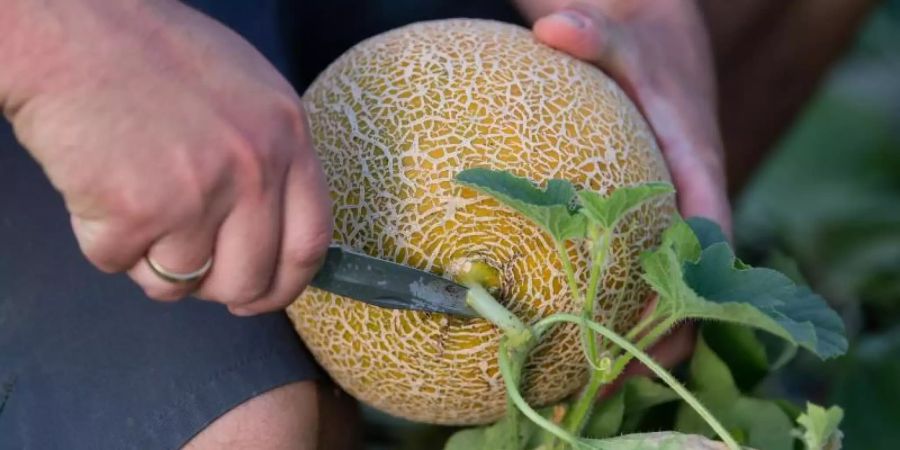 Melonen gehören zu den Kürbisgewächsen und können generell in unserem Klima angebaut werden. Foto: Sven Hoppe