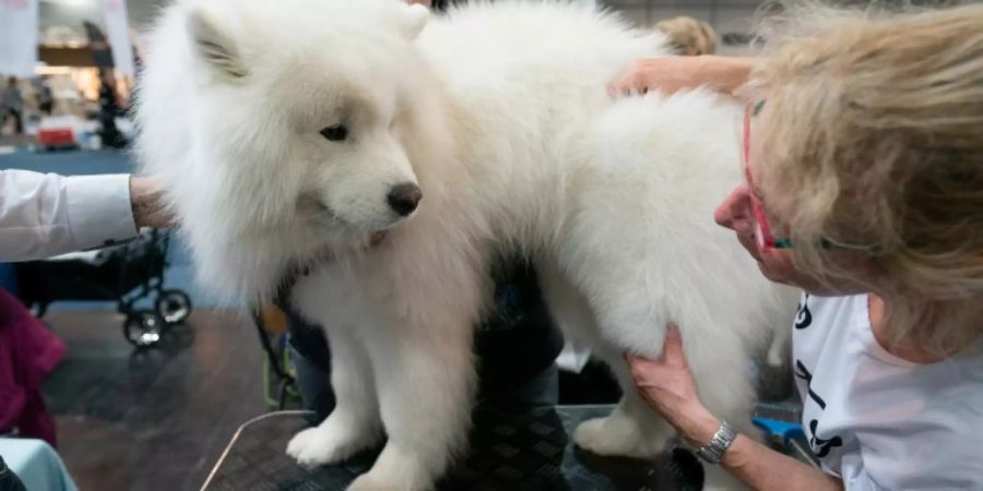 Sibirischer Schlittenhund bei einer Ausstellung