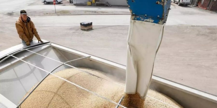 Sojabohnen aus den USA wurden von China zuletzt nicht mehr importiert. Foto: Charlie Neibergall/AP
