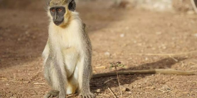 Westliche Grünmeerkatzen stufen Drohnen in der Luft als potenzielle Gefahr ein. Foto: Julia Fischer/Deutsches Primatenzentrum GmbH Westliche Grünmeerkatzen stufen Drohnen in der Luft als potenzielle Gefahr ein. Foto: Julia Fischer/Deutsches Primatenzentrum GmbH