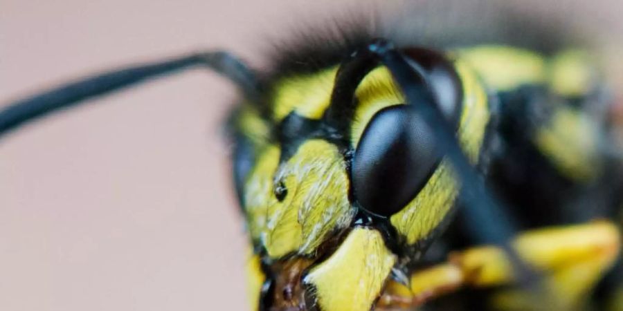 In diesem Sommer gibt es vielerorts weniger Wespen. Foto: Julian Stratenschulte