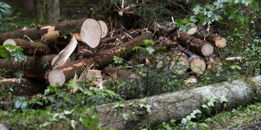 Bäume Holz