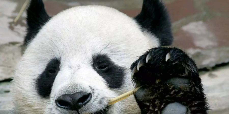 Panda Chuang Chuang beim Fressen