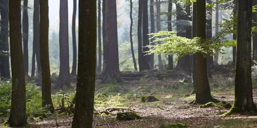 «Wie auch in der Landwirtschaft wollen und brauchen wir mehr Öko im Wald, zum Schutz des Klimas, der Artenvielfalt und der Umwelt.» Foto: Thomas Frey