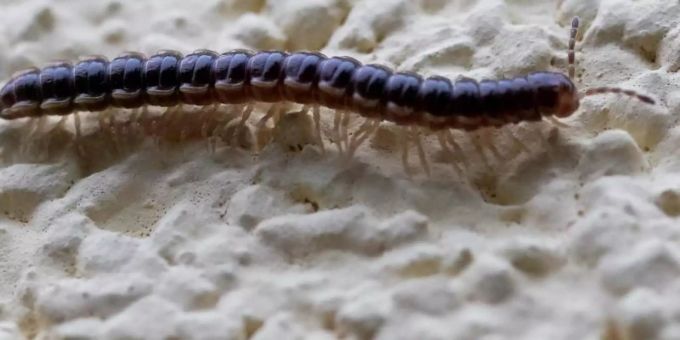 Ein Oxidus gracilis krabbelt über eine Hauswand. Foto: Thomas Frey Ein Oxidus gracilis krabbelt über eine Hauswand. Foto: Thomas Frey