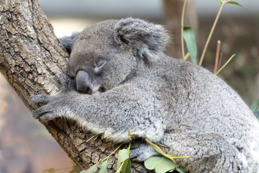 Koala-Weibchen Maisy.