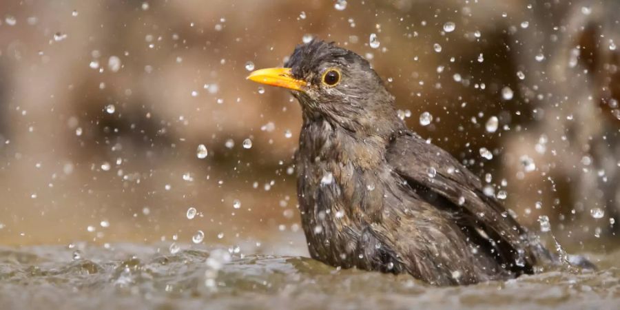 Wetter Sommer