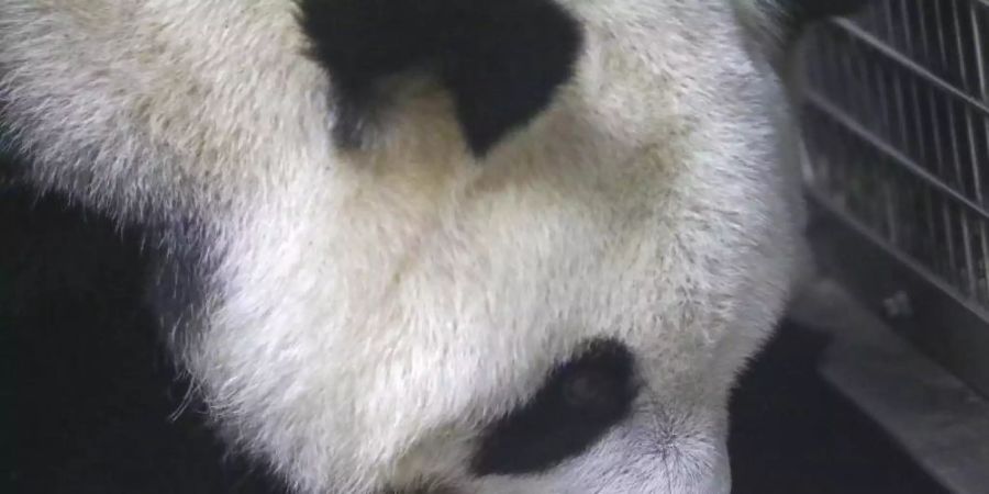 Die Panda-Mama Hao Hao kümmert sich rührend um ihren Nachwuchs, der - was normal ist - ohne Fell zur Welt gekommen ist. Foto: Pairi Daiza Zoo/AP