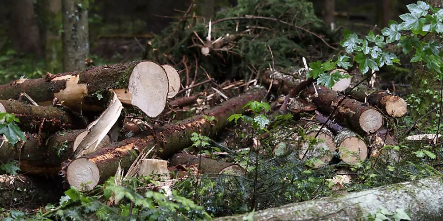 Sicherheitsfällungen im Hardwald auf dem Gebiet der Gemeinde Birsfelden BL sind abgeschlossen. Die Aufnahme zeigt Sicherheitsfällungen im Kanton Bern.