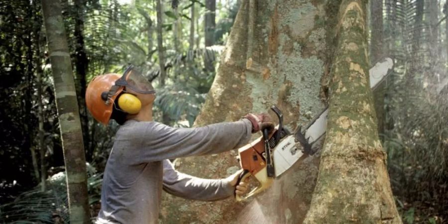 Die «grüne Lunge» ist bedroht: Abholzung bei Manaus im brasilianischen Regenwald. Foto: Werner Rudhart