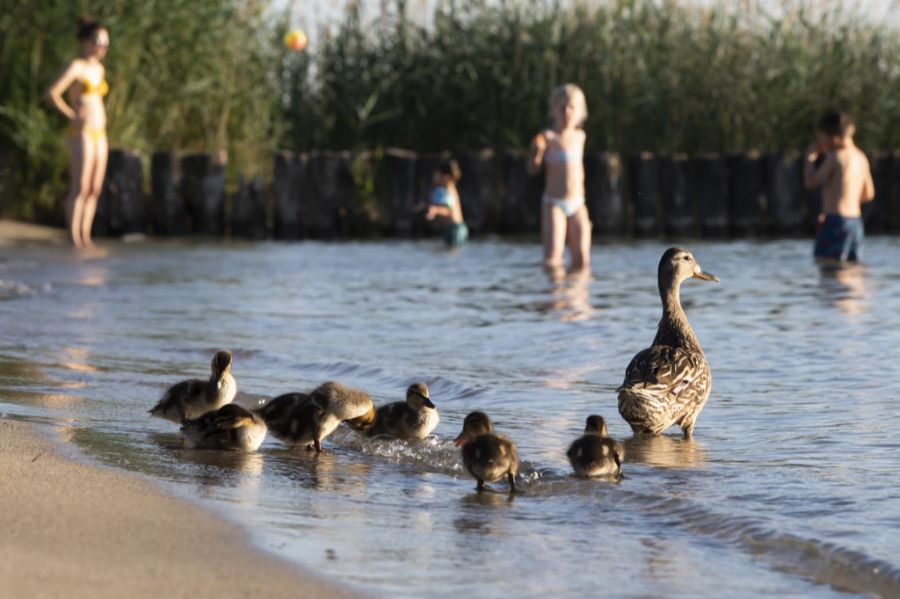 Nach dem Bad in Fluss oder See sollte man sich wegen Entenflöhen zudem immer gut abduschen. (Archivbild)